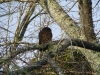 Morepork